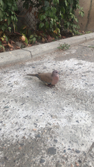 Streptopelia senegalensis