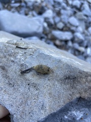 Orgyia pseudotsugata