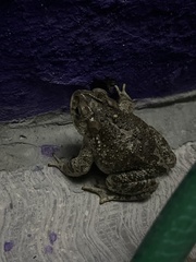 Incilius occidentalis
