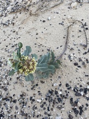 Asclepias arenaria