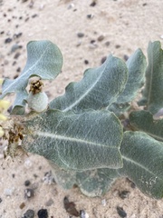 Asclepias arenaria