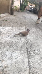 Streptopelia senegalensis