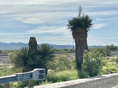Yucca faxoniana