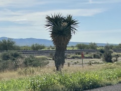 Yucca faxoniana
