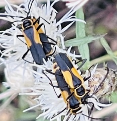 Chauliognathus deceptus