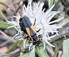 Chauliognathus deceptus