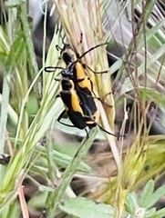 Chauliognathus deceptus