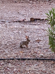 Leporidae