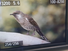 Anthochaera chrysoptera