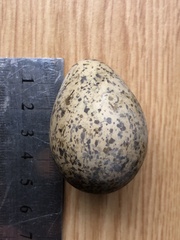 Vanellus miles novaehollandiae
