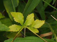 Sanicula canadensis