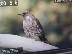 Anthochaera chrysoptera