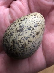 Vanellus miles novaehollandiae