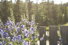 Archilochus colubris