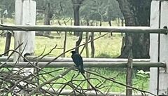 Dicrurus macrocercus