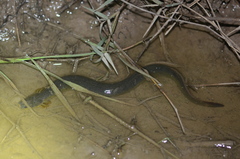 Siren intermedia