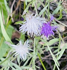 Centaurea diffusa