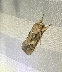 Spodoptera frugiperda