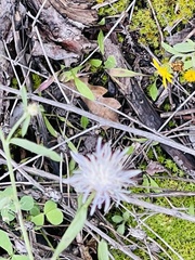 Centaurea diffusa