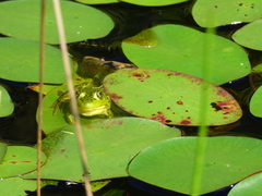 Lithobates septentrionalis
