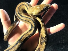 Bogertophis subocularis