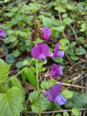 Lathyrus vernus