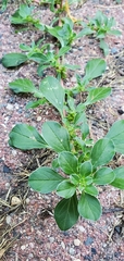 Amaranthus blitoides