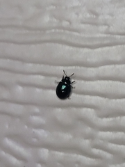 Plagiodera versicolora