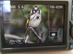 Phylidonyris novaehollandiae