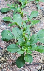 Amaranthus blitoides
