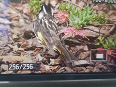 Phylidonyris novaehollandiae