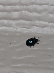 Plagiodera versicolora