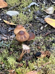 Cortinarius caperatus