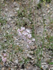 Boerhavia xantii