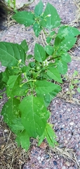 Solanum emulans