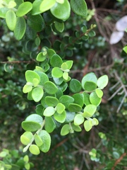 Metrosideros perforata