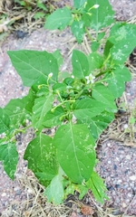 Solanum emulans