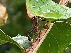 Leptoglossus phyllopus