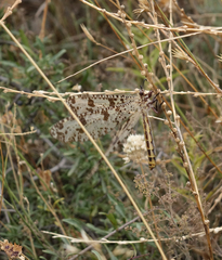 Palpares libelluloides