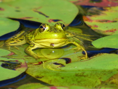 Lithobates septentrionalis