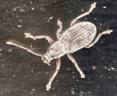 Cyrtepistomus castaneus