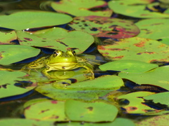 Lithobates septentrionalis