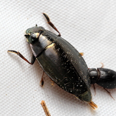 Dineutus nigrior