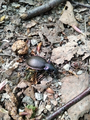 Carabus nemoralis