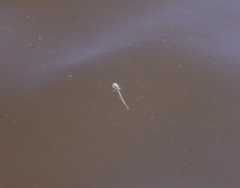 Acanthogobius flavimanus