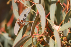 Eucalyptus coolabah