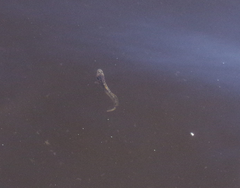 Acanthogobius flavimanus