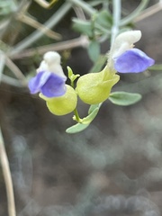 Scutellaria mexicana