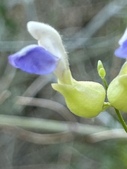 Scutellaria mexicana