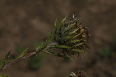 Carlina biebersteinii